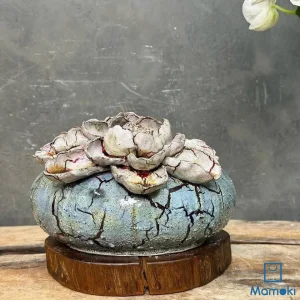 Bình Gốm Men Khô Hoa Nổi Dáng Tròn Thấp Trang Trí