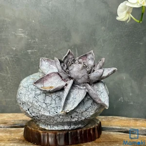 Chậu Gốm Men Khô Dáng Bệt "Tử Thạch Kiếm Liên" - Hiệu Ứng Nẻ Khô & Hoa Đắp Nổi 3D Cánh Nhọn